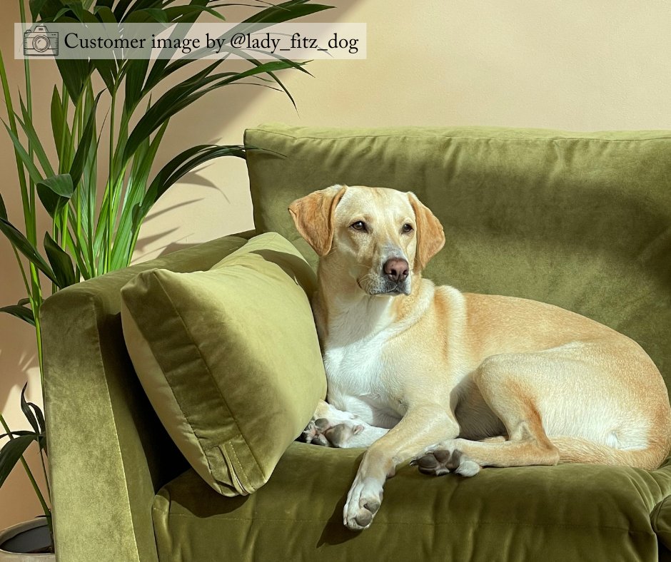 Don't you just love to share a cuddle with your furry friend? 💚 Our canine customer cosies up on the Saltdean in Portland Velvet Peridot. Take a closer look at the Saltdean here ➡️ bit.ly/4cEQvjn #interiordesign #homeinspiration