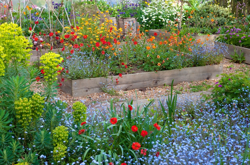 The National Collection of Geum at 1 Brickwall Cottages will also appear on #GardenersWorld tonight. BBC2 8pm. If you'd like to visit, head to our website for more information and opening dates👇️ findagarden.ngs.org.uk/garden/16452/1… #gardensopenforcharity #gardeninspiration @NGSKent