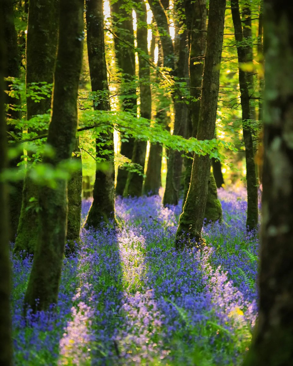 It's that time of year again when the bluebells make their appearance 💜 We don't know about you but they're giving us a spring in our step! 💐 📍 Knockvicar Woods, County Roscommon 📸 mayoandbeyond [IG] #KeepDiscovering #IrelandsHiddenHeartlands