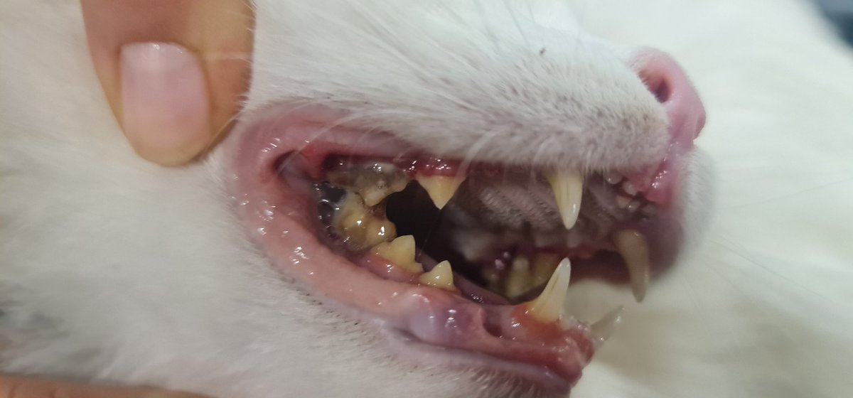 POOFY IS IN HOSPITAL AND NEEDS EMERGENCY DENTAL SURGERY PLEASE HELP...ANY AMOUNT ADDS UP .. NOW THEY SAY SHE HAS IRREGULAR HEARTBEAT & MUST DO A ECHOCARDIOGRAM BEFORE SURGERY IS DONE X-RAYS SHOW ALL TEETH MUST GO URGENT PLEASE HELP POOFY PAYPAL.ME/CATSWITHNOHOPE