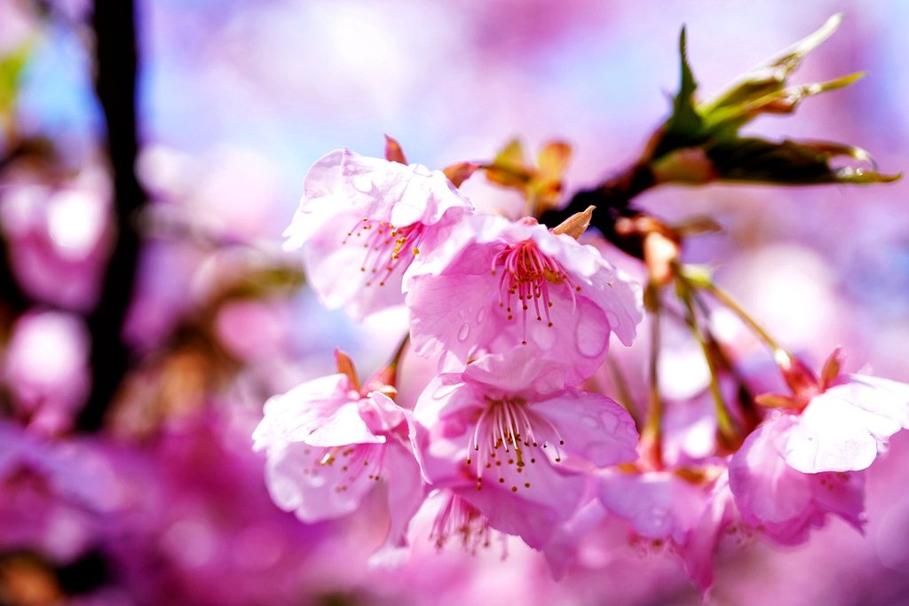 マクロレンズで桜を撮るのが好き