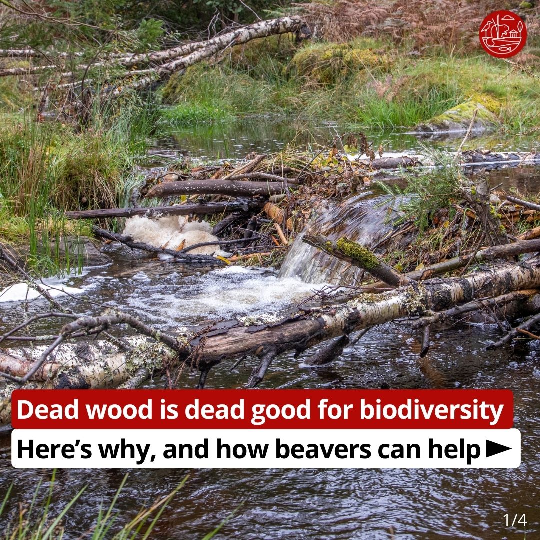 Dead wood is dead good! Dead wood is an integral part of any natural woodland or freshwater ecosystem, but it has become increasingly rare in managed landscapes.