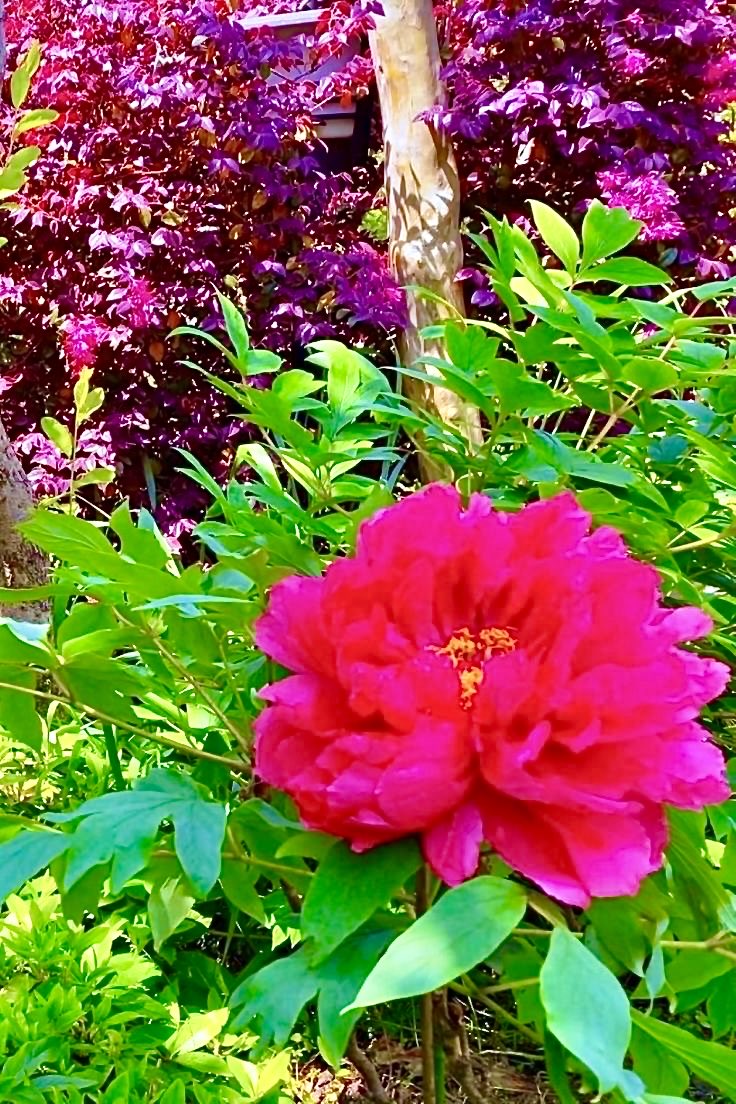 『石光寺』『牡丹』奈良県 日本🇯🇵🗾🌺🌺🌿