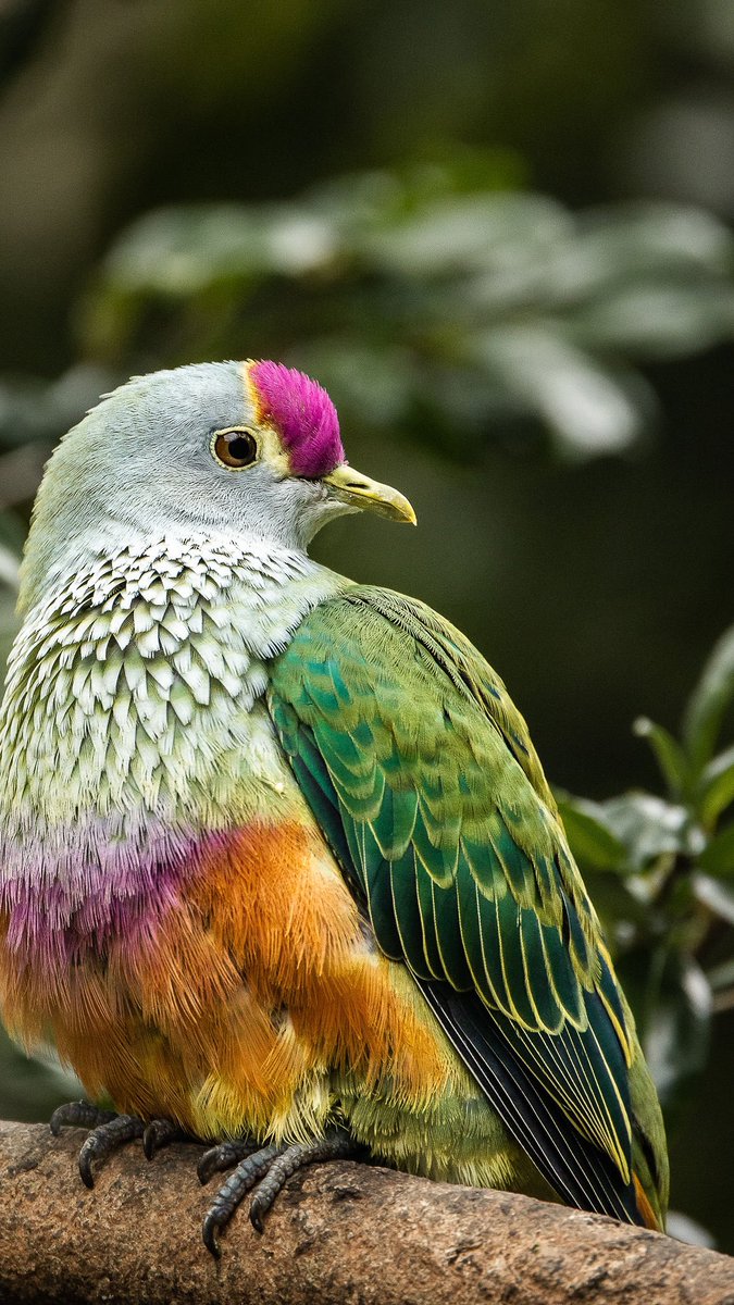 There’s magic everywhere you look here at #AustraliaZoo 💕 You can find our rose-crowned fruit doves in Grace’s Bird Garden 🌈 📷: Rachael Tagg