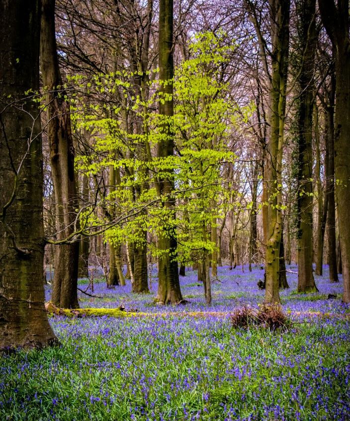 The view we're all waiting for...💜 Captured by peter_tang_photography in 2023 📍 : Kings Wood