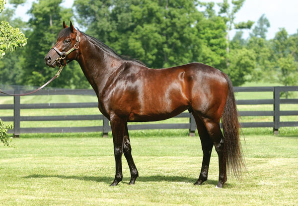 "We are very lucky he has built a terrific reputation as a broodmare sire, and rest assured, we haven’t seen the last of his name in the record books."

Top-level winner and sire War Chant dies aged 27 👉 bit.ly/3xyleyF