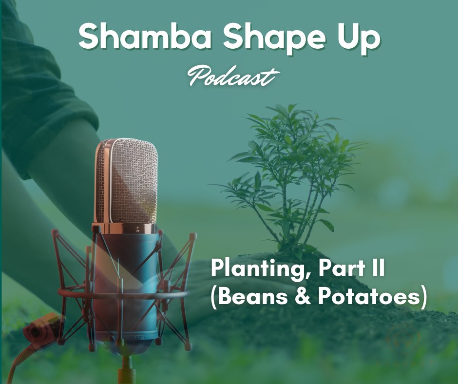 New episode on planting is up on the Shamba Shape Up Podcast 🎧 Click here to listen 👇 podcasters.spotify.com/pod/show/shamb…