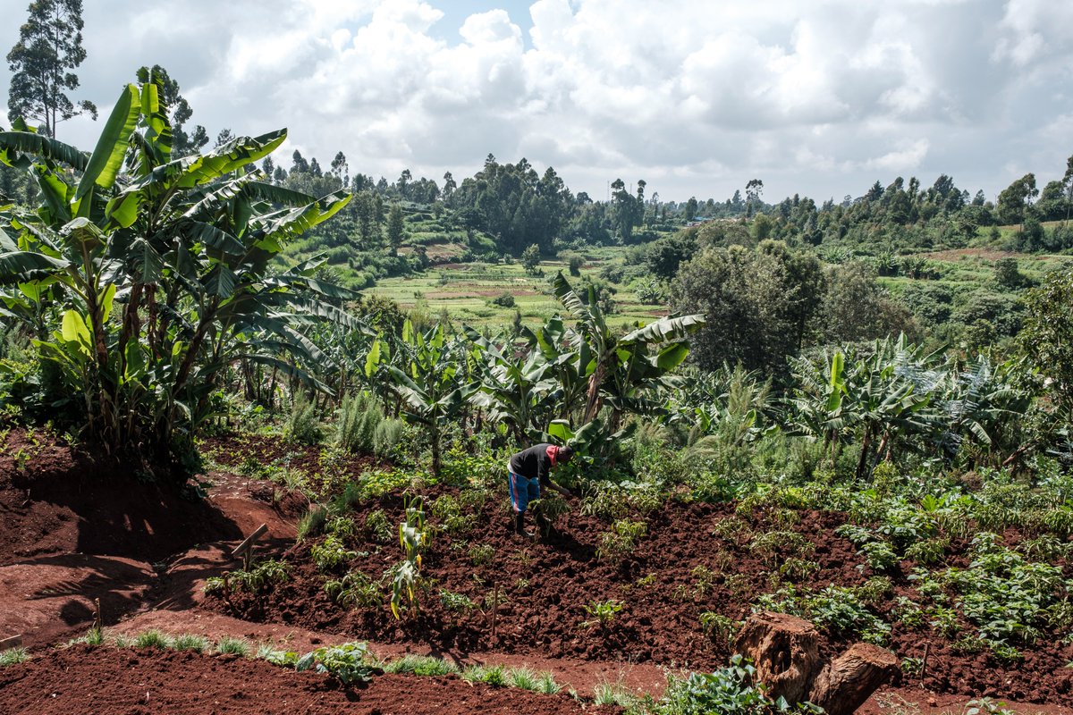 The @FAO-@UNDPClimate #SCALA programme, funded by @IKI_germany: 🌎Supports 12 countries in Africa, Asia, & Latin America ☀️Addresses climate impacts in agriculture & land use. 🌳 Enables action aligned with countries climate plans & #SDGs. 👉 t.ly/HW7Cz