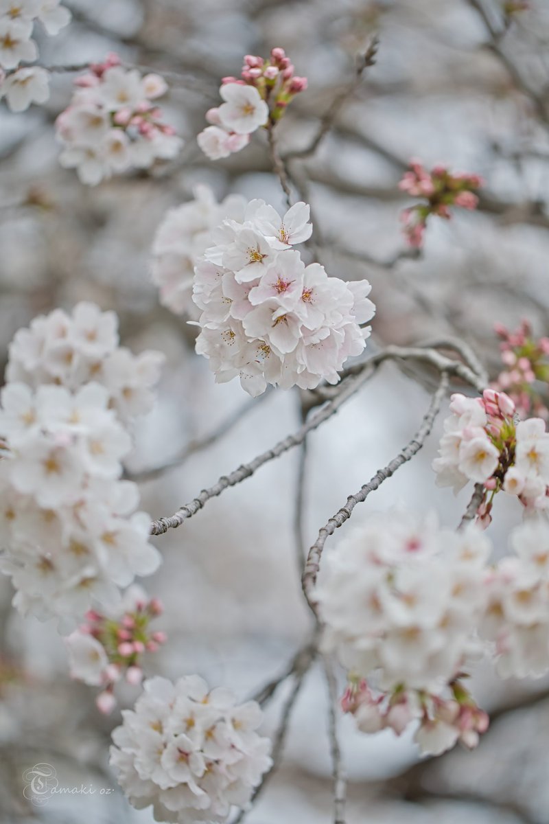 曇天×ソメイヨシノ🌸

#spring #canonphotography 
#花 #Flowers #花が好き 
#桜 #熊谷桜堤 
#TLを桜でいっぱいにしよう 
#TLを花でいっぱいにしよう