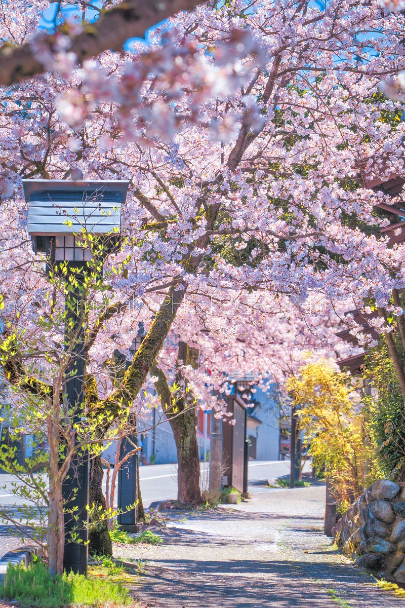 満開の桜のトンネル。八尾町の合同の坂。 富山の桜は満開を迎えましたがまだまだ楽しめそうですね。 写真は一昨日、富山市八尾町で撮影。