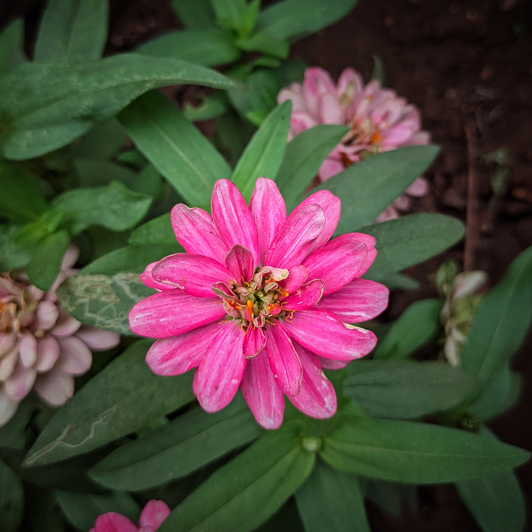 🌸📷 Post your spring moments using #ShotOnNokia and you could be featured on our page.​​ @nokianchetan