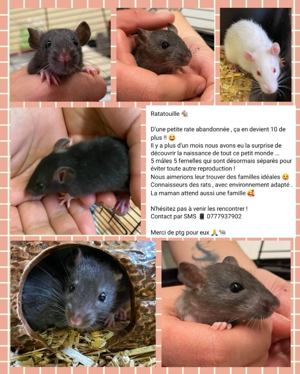 Ratatouille est la maman de 10 bébés Ils sont tous à le recherche de leur famille pour la vie ❤️. Venez vite les rencontrer au #refuge de @villedemougins . Merci de vos partages afin de leur trouver des adoptants connaisseurs des #rats #animaux #animauxdecompagnie #nac #rat