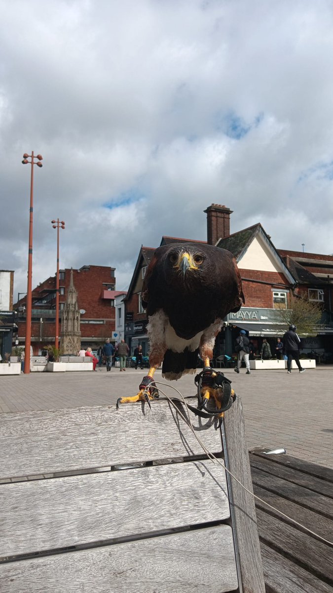 Meet Bella! You may have seen that we have employed Bella the Hawk to try to reduce the number of pigeons in Waltham Cross. To assist her in her work, please do not throw leftover food to the pigeons as this will encourage them to stay in the area.