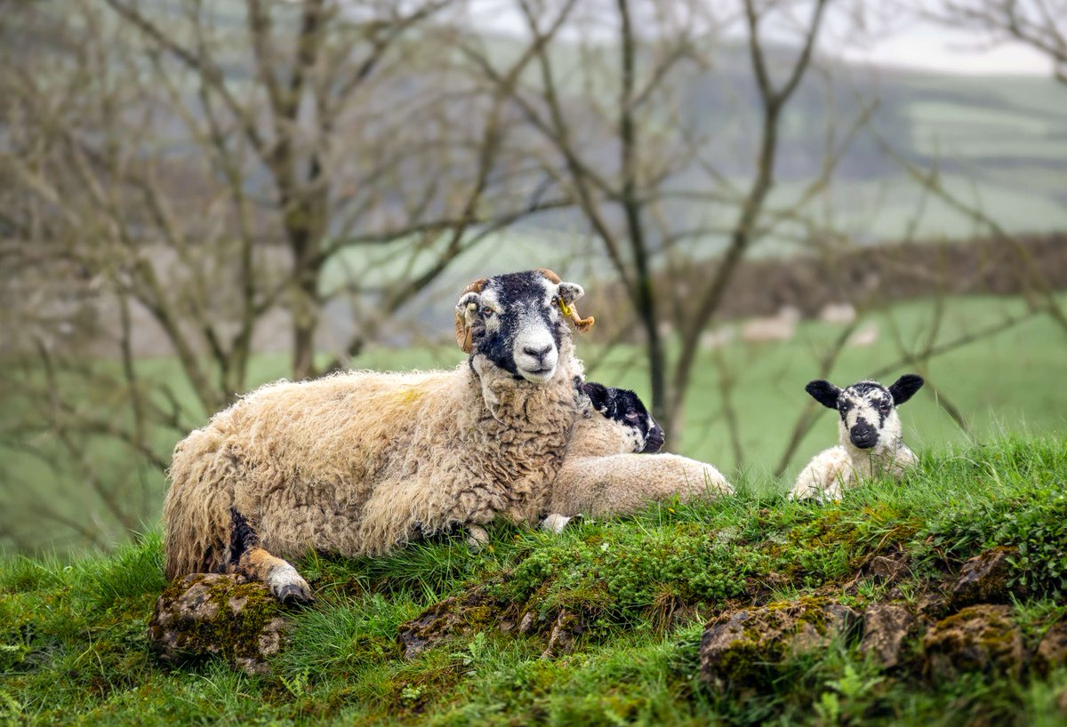 Sadly, Sheep-worrying incidents happen in the #YorkshireDales; this includes attacking or chasing sheep.

If you are out in the #NationalPark this weekend, please keep dogs on a lead for the safety of ewes, lambs and ground-nesting birds.

💚 Have a great time
🙏 Thank you