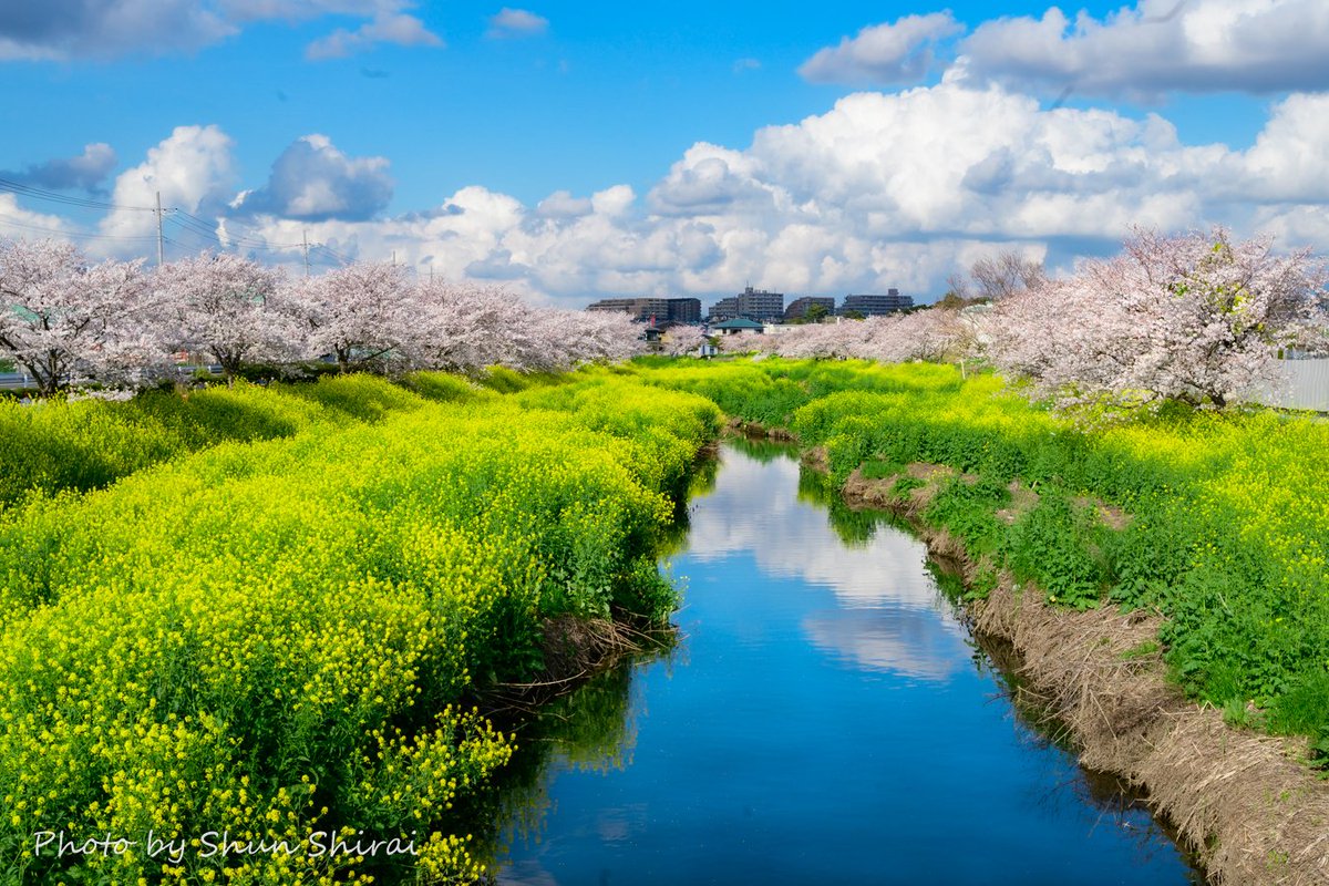 ■タイトル:桜と菜の花(4/7撮影) ■撮影スポット:松戸市・国分川さくら並木 ■一言:青空が川にも映り込み、桜と菜の花のコラボが素敵な穴場的スポット✨ 花はまだ結構残ってるので、今週末も何とか楽しめそうです #桜 #松戸 #花 #千葉 #松戸市 #ちばとぴフォト部投稿 #菜の花 #千葉県 # #東京カメラ部