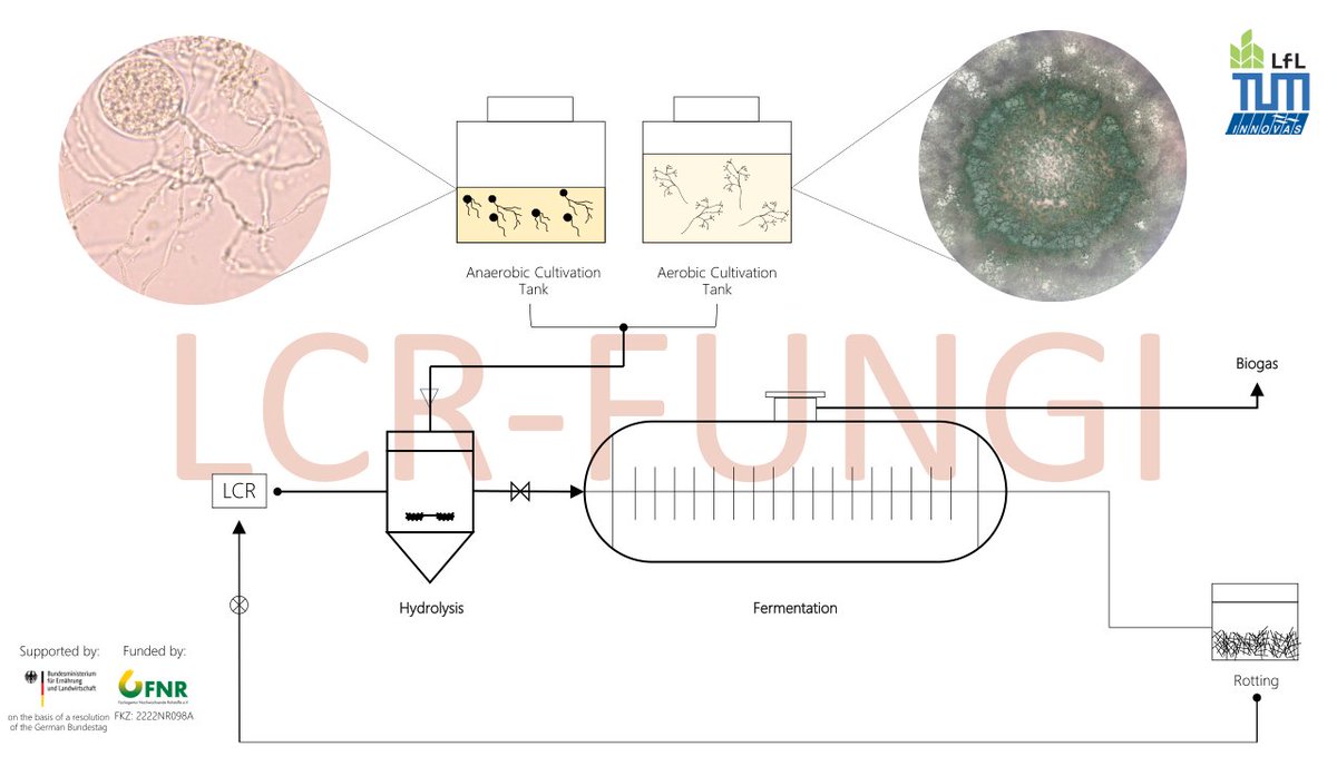 Bavarian State Research Center for Agriculture (LfL), TUM, and Innovas are teaming up on project 'LCR-FUNGI' to boost biogas production from lignocellulose-rich residues using highly lignocellulolytic anaerobic and aerobic fungi.