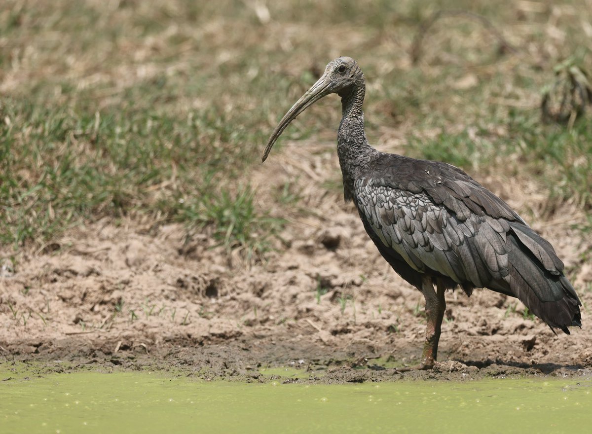 Sometimes the stars align to produce a once-in-a-lifetime experience and today in the forests of northern Cambodia with this critically endangered Giant Ibis (#BirdsSeenIn2024) whose global population is estimated at just 100 pairs was such an occasion [BirdingInChina.com].