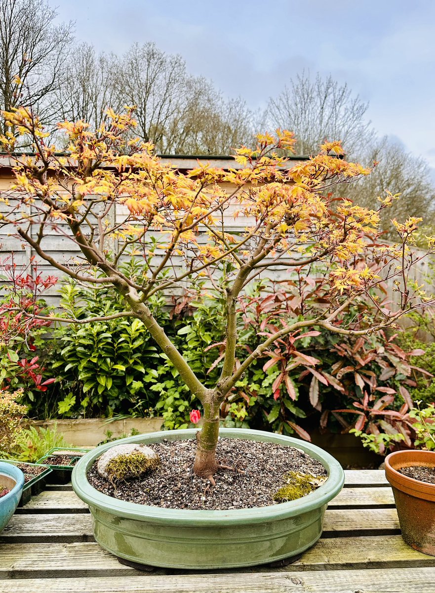 Big Orange Dream maple bonsai that I will air layer in May. #bonsai #gardening