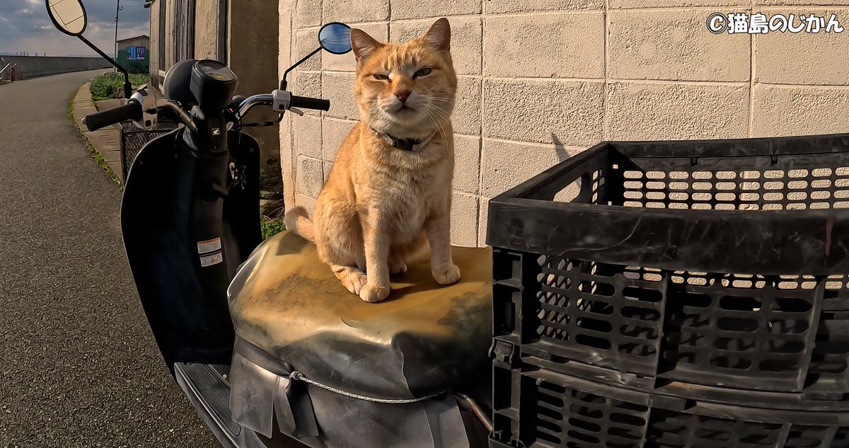バイクに乗ってドライブをしたい島猫
youtu.be/KSUMb-x2eyo

#猫 #ねこ #猫の居る暮らし #猫好きさんと繋がりたい #cats #cat