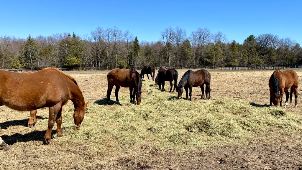 Sanctuary boys were not only enjoying their hay buffet this past week, they were also visibly loving the sunshine. 

#ottb #longrun_tb #horses #horsesofinsta #thoroughbreds #equine #equestrian #horselife #horselove #gelding