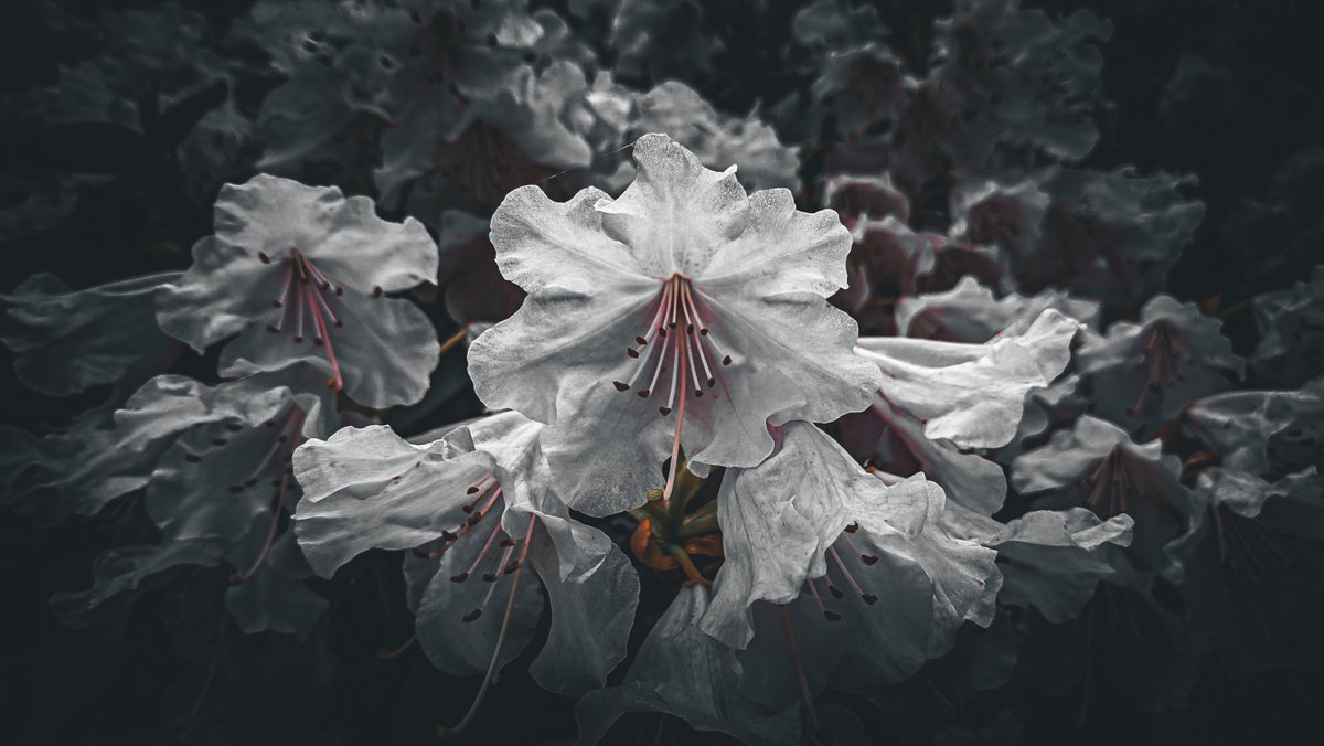 Rhododendron blossoms 🌸