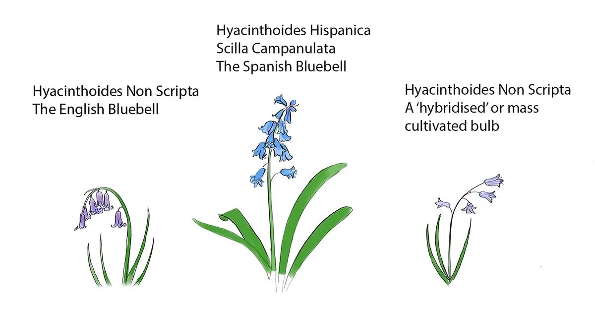 Know your  bluebells 💜 

Ours are all pure indigenous English Bluebells. Out here in cowland, there is no real danger from the Spanish and Hybrids, but we watch out for them all the same 😡