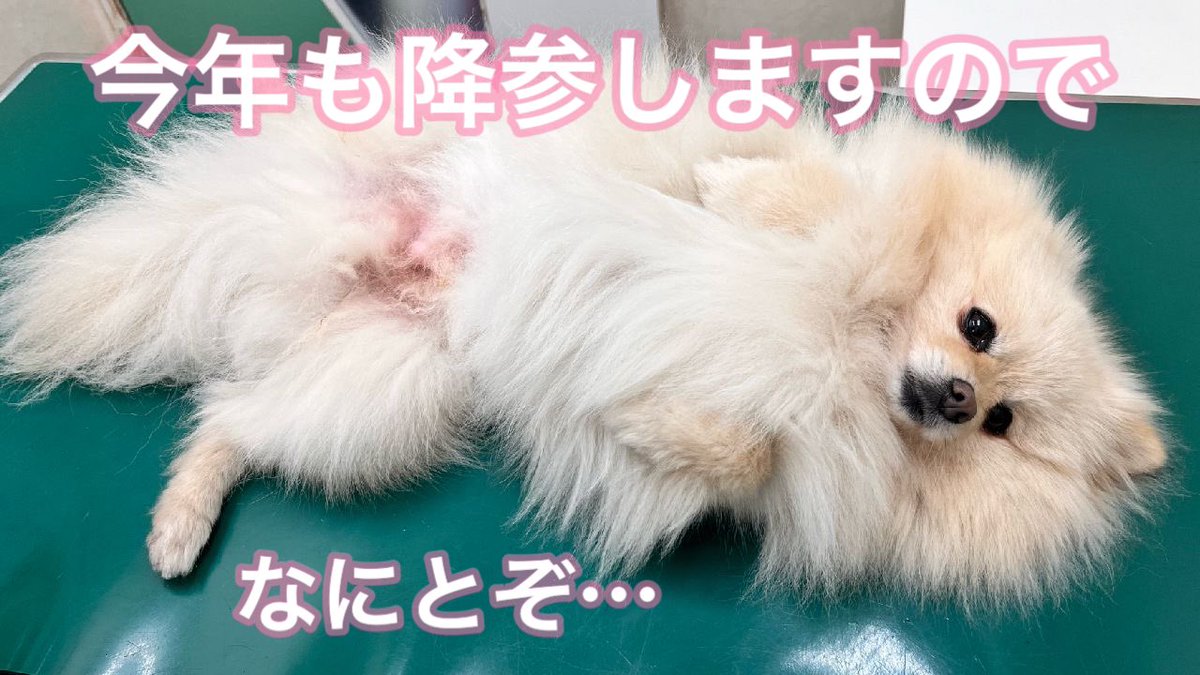 今年も狂犬病ワクチンの季節がやってきましたよー！ 今年もなんとかこれで、注射をまぬがれたい…！【ポメ犬のモコちゃん、動物病院の日常】 youtu.be/eD3AaYmbYlE?si…