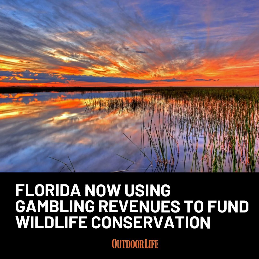 A new law funnels portions of the Seminole Tribe's gambling revenue into state-led conservation initiatives: trib.al/1haNNqy