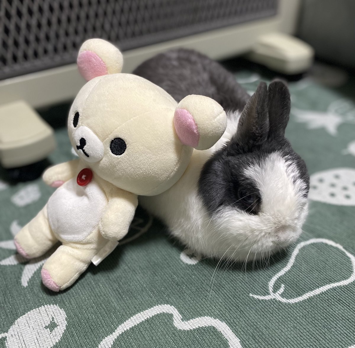 こんばんはもこ🐰
も〜コリラックマ 🐰🐻‍❄️
#うさぎ　#うさぎのいる暮らし