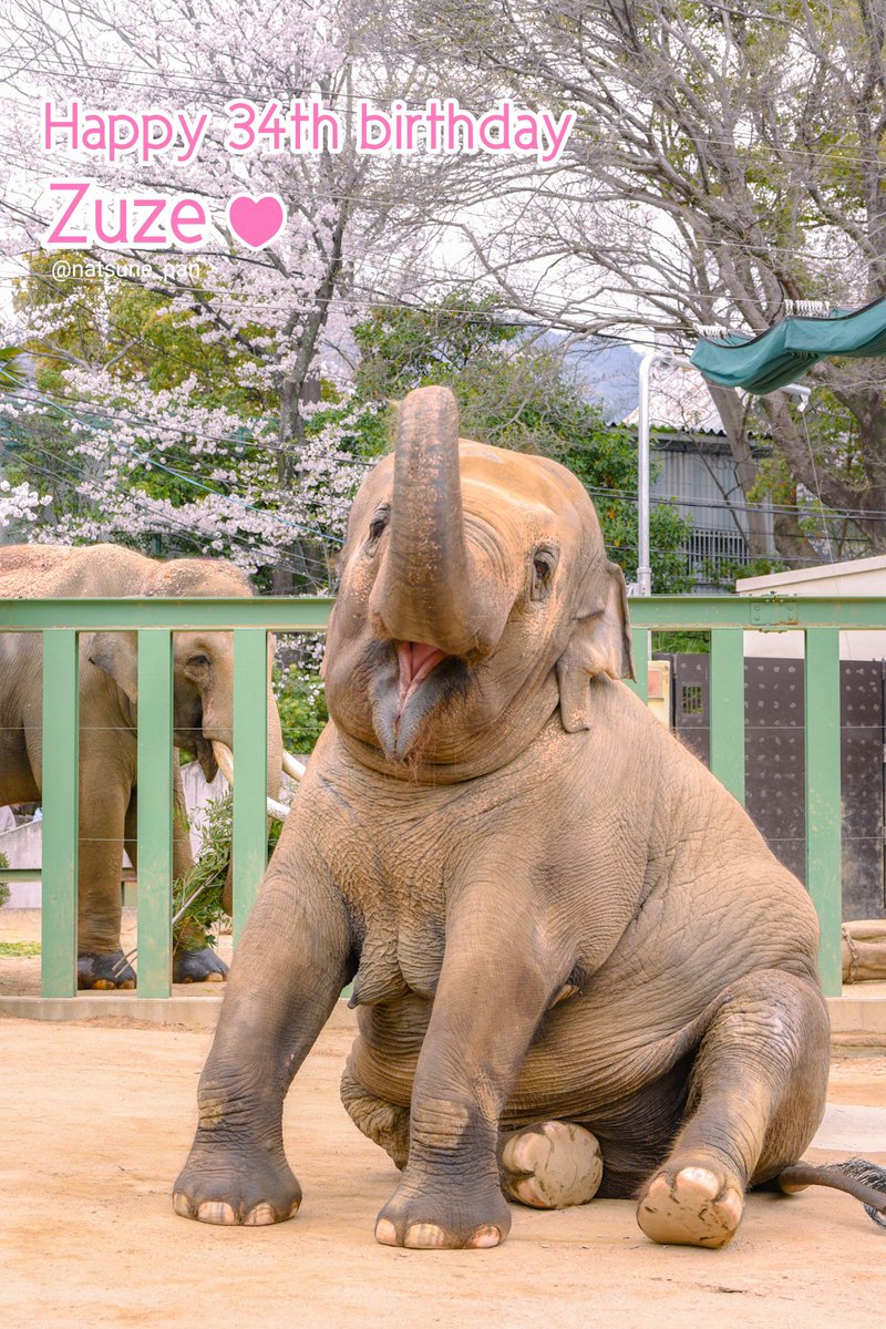 4月5日は
ズゼちゃん34歳のお誕生日🎂✨
でしたね！

ズゼ〜おめでとう(*´︶`*)🐘🩷
いつまでもマックくんと仲良くね！

#ズゼ
#アジアゾウ
#王子動物園
2024.4.7撮影