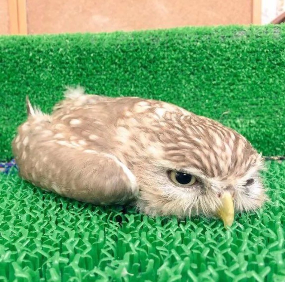 赤ちゃんフクロウは頭が重いので腹ばいになって寝るという話、いつ見ても好き