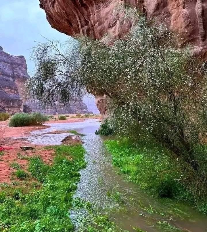 Tisoahen287's tweet photo. نسامح نعم لكن لا نثق مرتين https://t.co/HZ0THmF9BF