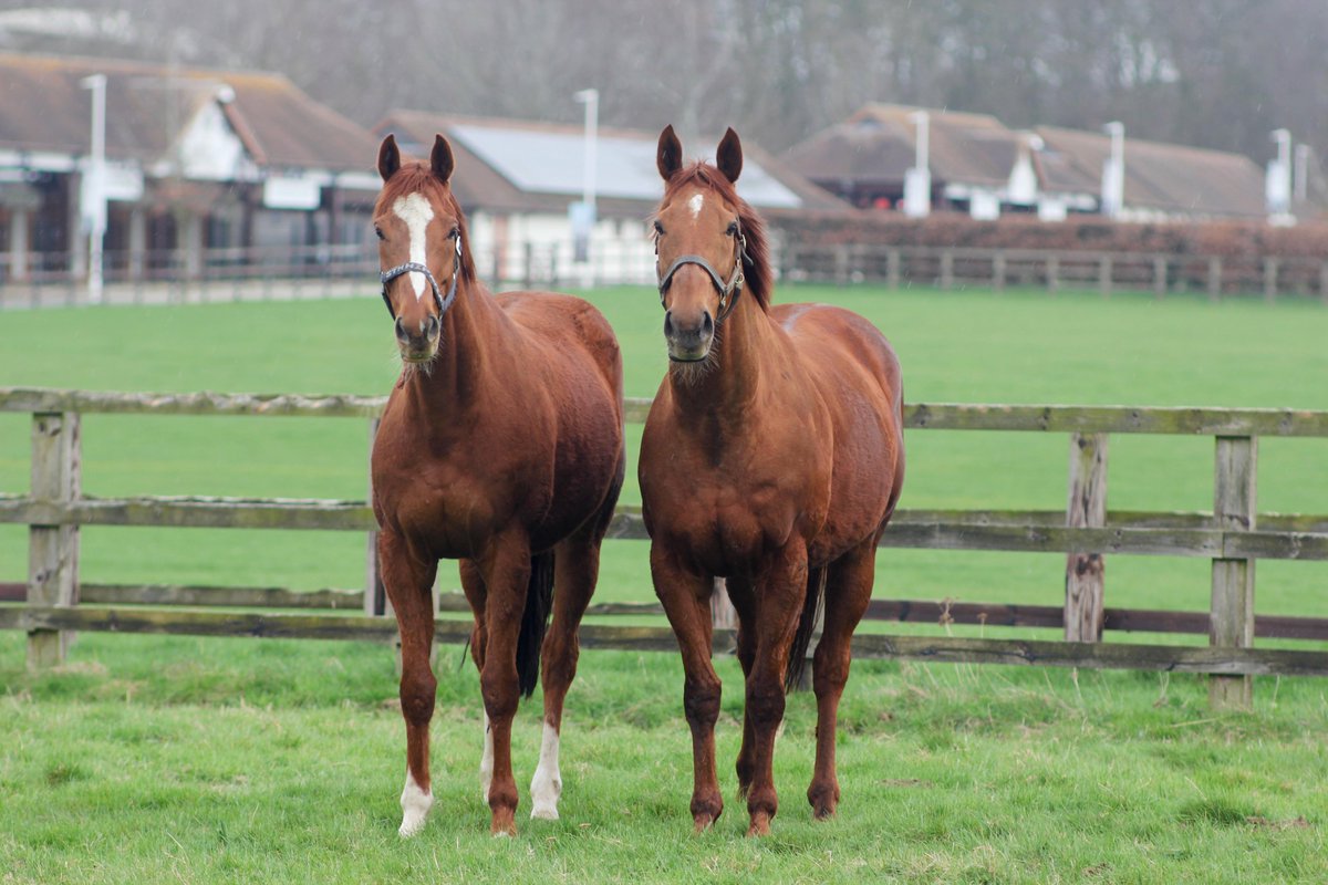 Meet our new living legends🧡on a @discovernkt tour! 𝗡𝗨𝗜𝗧𝗦 𝗦𝗧 𝗚𝗘𝗢𝗥𝗚𝗘𝗦 (left) won a total of 7️⃣ races over a 7️⃣-year-career and took to the racecourse 35 times 𝗩𝗘𝗡𝗧𝗨𝗥𝗢𝗨𝗦 (right) raced a staggering 86 times over 9⃣seasons winning 13 races #happyretirement