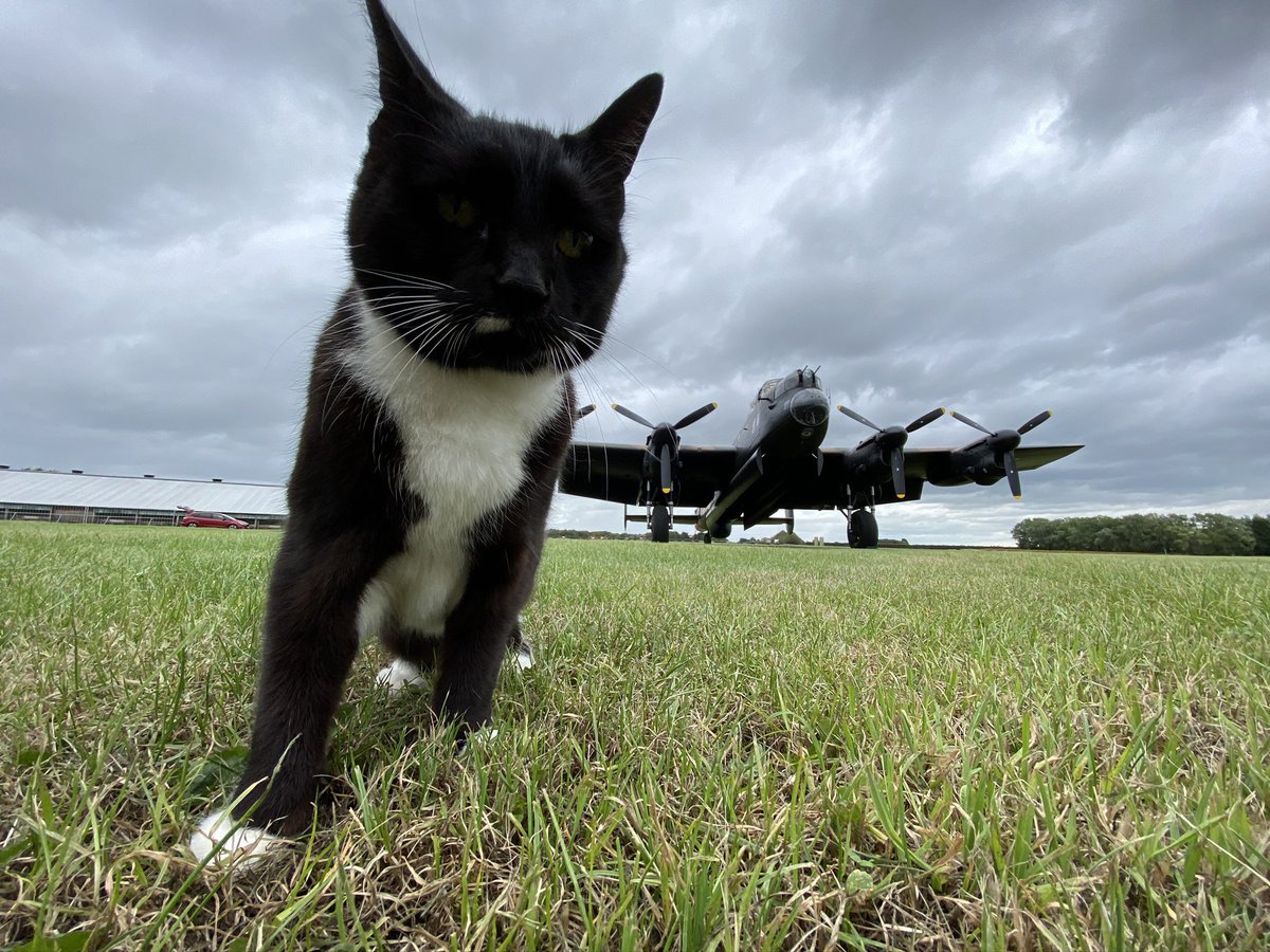 BONUS cat- from a few years back- this giant bestriding the narrow airfield.