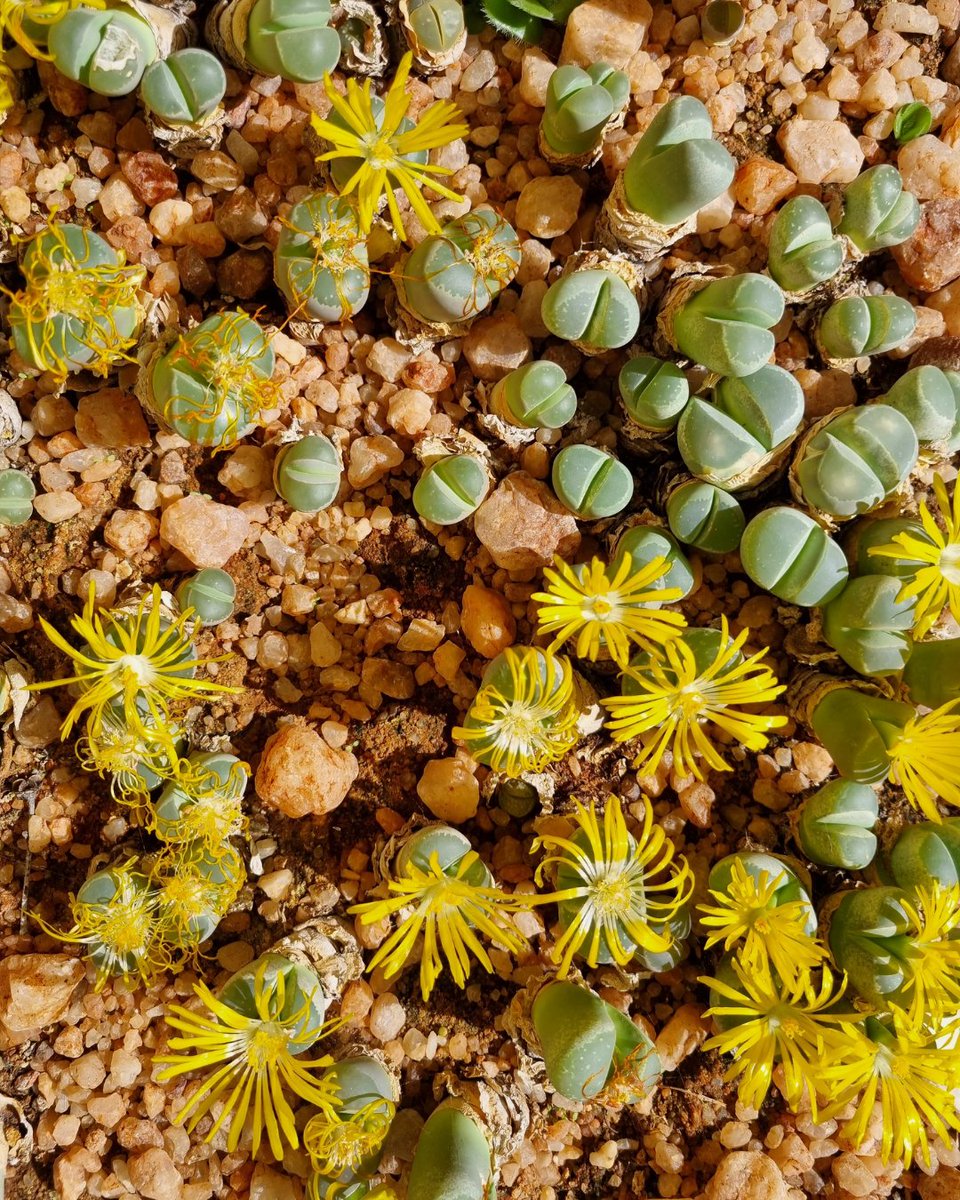Happy #InternationalPlantAppreciationDay! 🌿🌳🌵 South Africa, a megadiverse nation, is home to unique plant hotspots like the Cape Floral Kingdom & the Succulent Karoo. The latter has almost 40% of over 6000 plant species found nowhere else! 🇿🇦