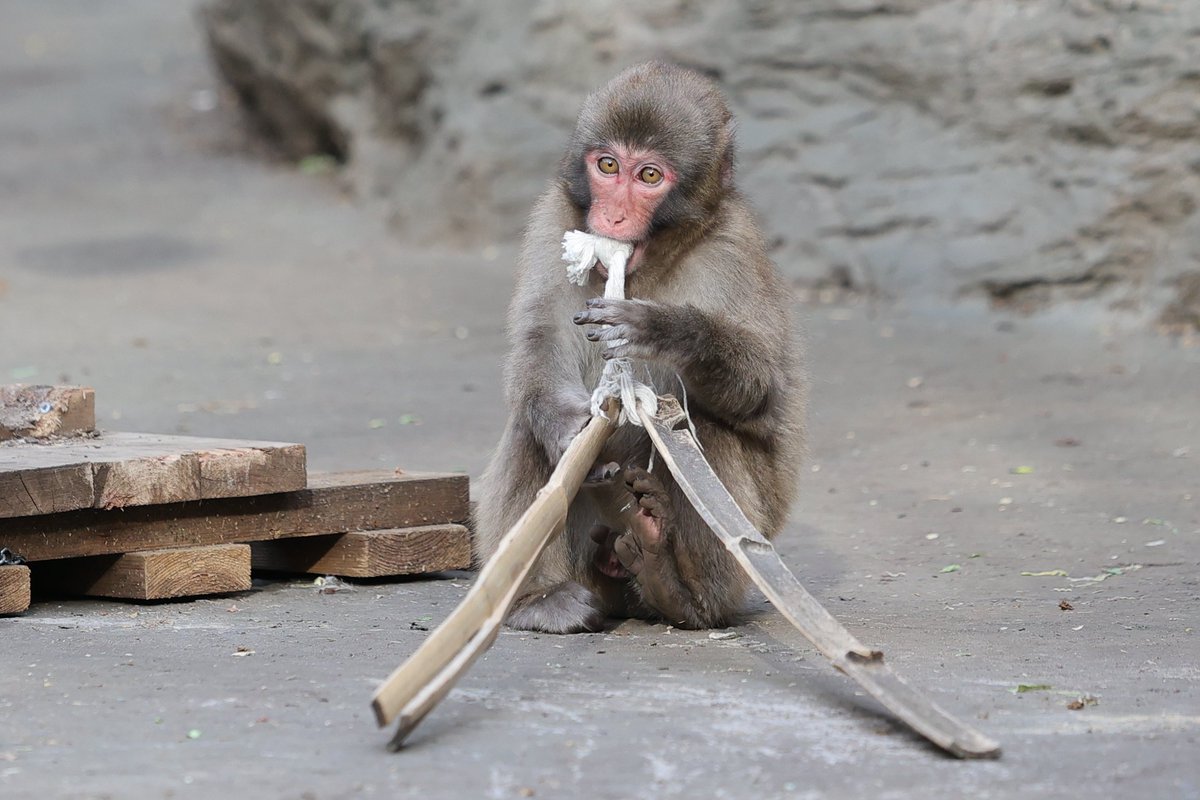 やりたい放題😂 20240411 thu #ズーラシア #zoorasia #よこはま動物園 #ニホンザル #イーサン #japanesemacaque #monkey