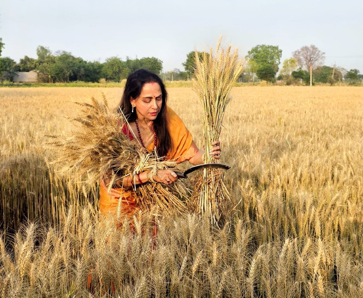 5 साल पहले गेंहू लगया था अब काट लेति हू नही तो खराब हो जायेगा मेरा फसल ! #LokSabhaElections2024 #HemaMalini 2019 2024 😂😂