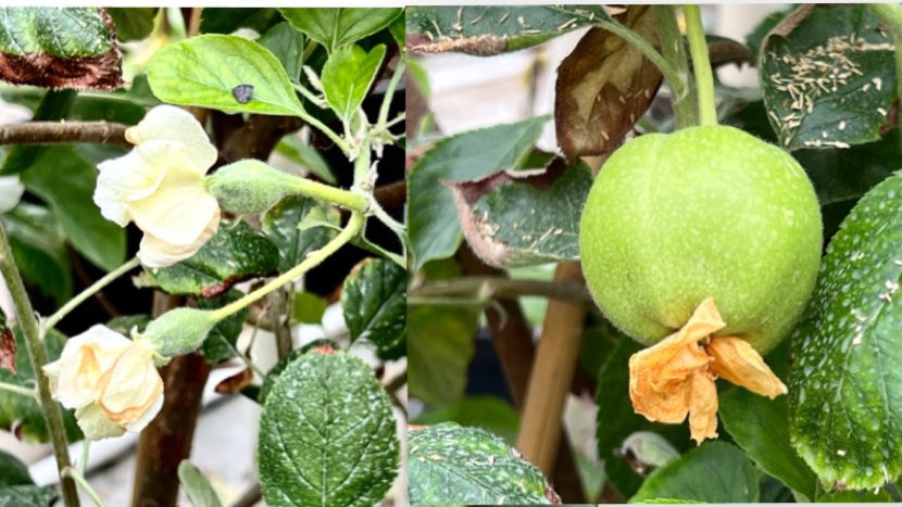 awaicekhan's tweet photo. Apple's juvenile phase lasts 4-7 years. We shortened it to 6-9 months (3-4 fold) using an early flowering transgene

We have made a significant progress in developing disease-resistant lines from wild 🍎🍏 in just a few years

Resources &amp; time use ⬇️
Sustainable 🍎 production👍 https://t.co/gBss4xnAPA