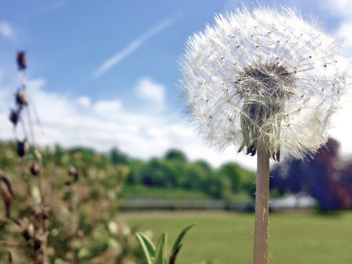 The nectar-rich dandelions are loved by bees and butterflies and the dandelion clocks composed of many silvery seed-bearing structures disperse in the wind and are eaten by small birds #dandelionclock #weeds #wildflowers #spring #FlowersOnFriday