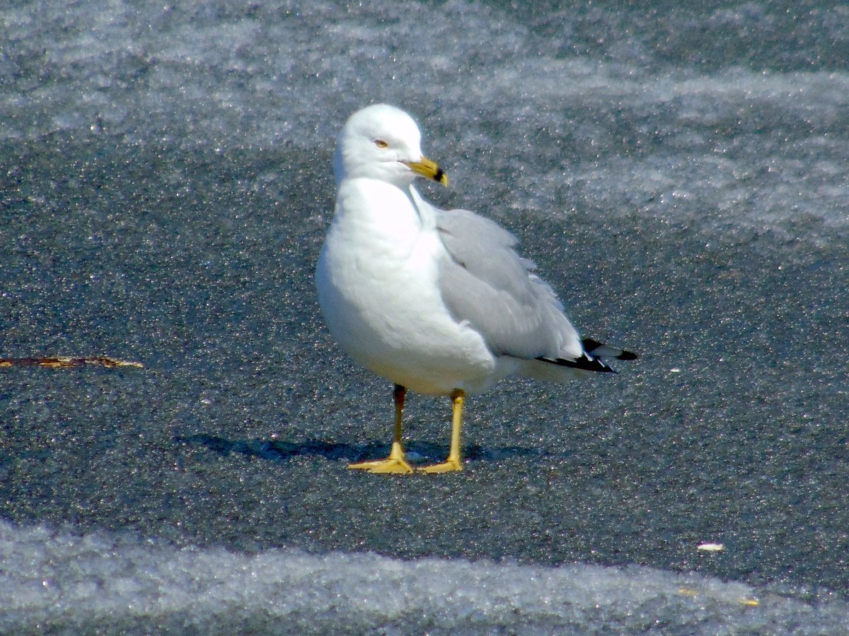 A ring-billed gull on a still frozen Wascana Lake. Looking like the ice will be melted soon.

#birdwatching #birding #gulls #Wascana #birdphotography #BirdsSeenIn2024 #UrbanNature