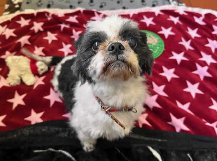 Please retweet to help Sassie find a home #NEWPORT #WALES #UK 🔷FOR ADOPTION, RSPCA🔷 ShihTzu aged 11 Just look at our beautiful girl, Sassie. She came into us on welfare grounds due to her needs not being met. She is an older girl with a big personality. She loves fusses and