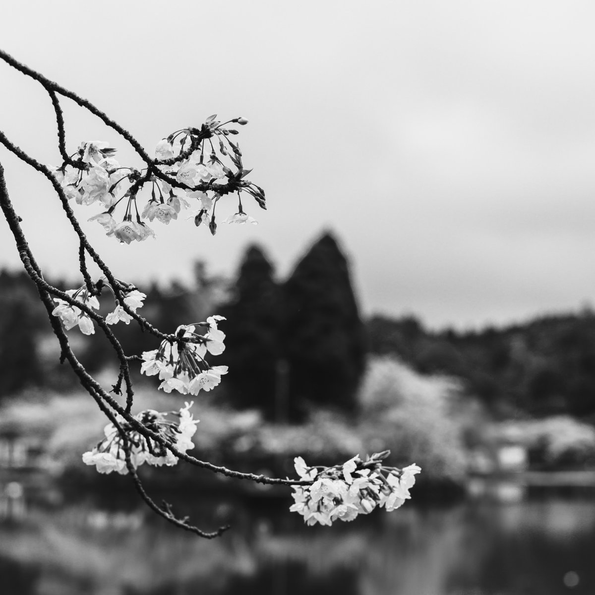 #1718
#monochrome #モノクロ写真 #blackandwhite #スナップ写真 #snapshot