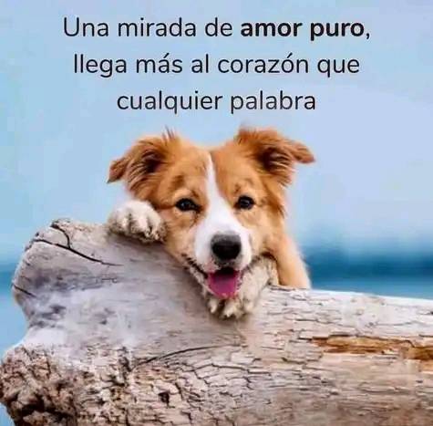 #AdoptaNoCompres