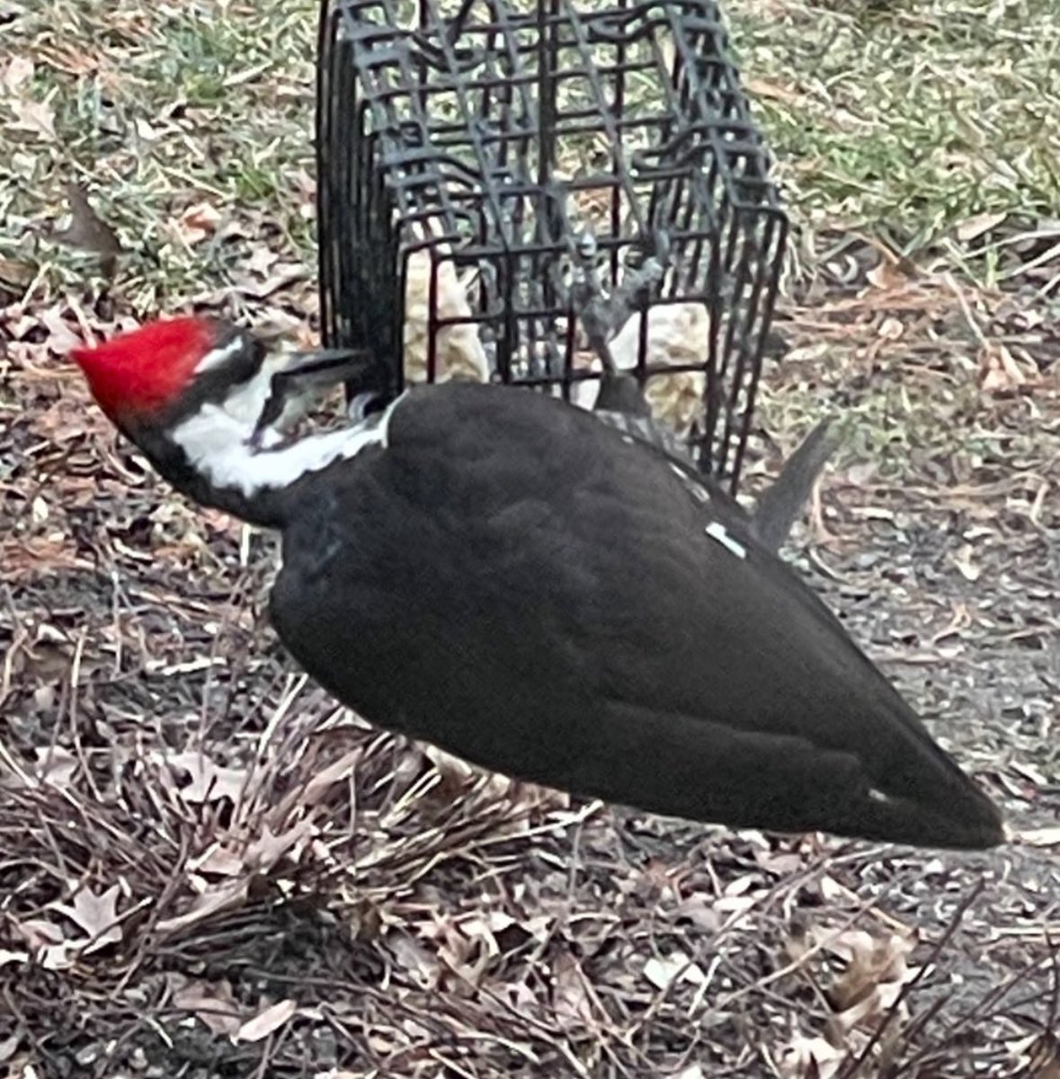 Good morning. A pileated woodpecker on my suet feeder at the Maryland house.