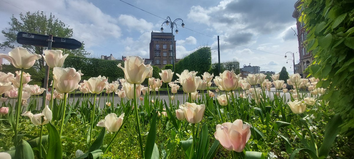 Do you enjoy the flowers on our roads in #Brussels? 
📍  Belgica 🌷