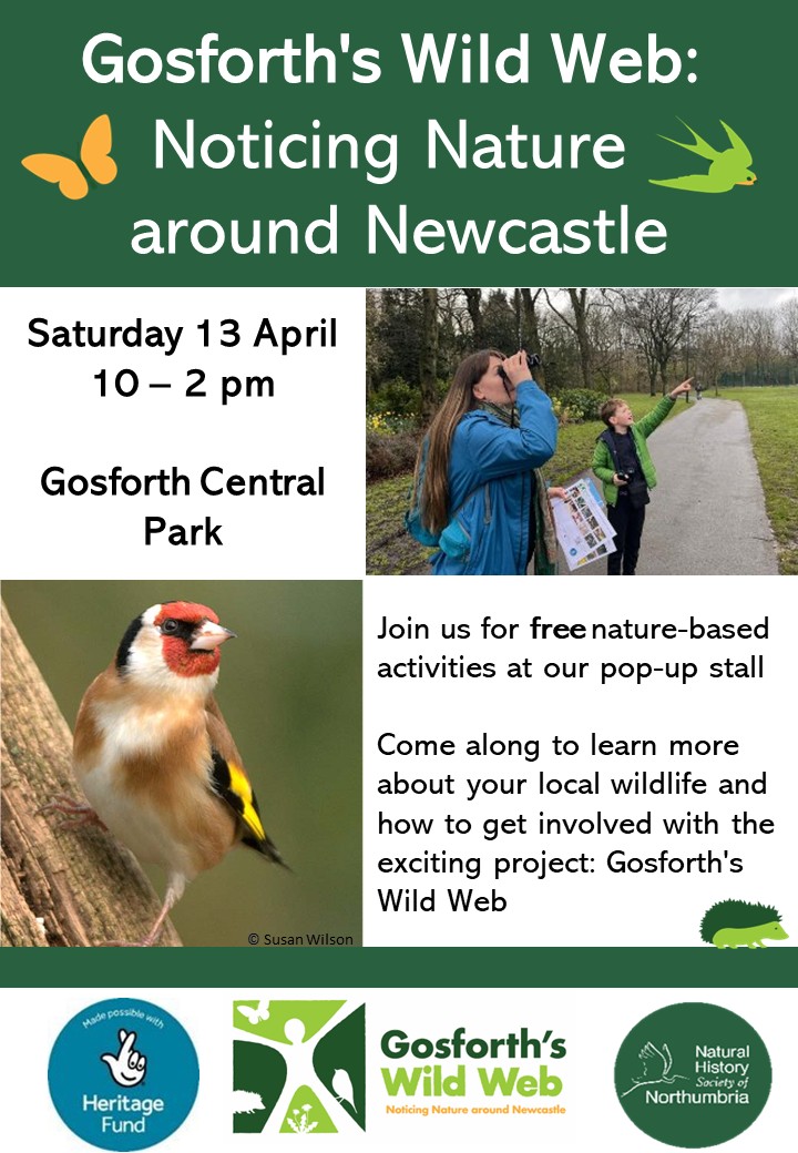 We'll be running a pop-up stall at Gosforth Central Park tomorrow, 10 - 2 ✨ Come along for family-friendly activities and to find out more about #GosforthsWildWeb 🍃 @urbangreenncl #NationalLotteryHeritageFund