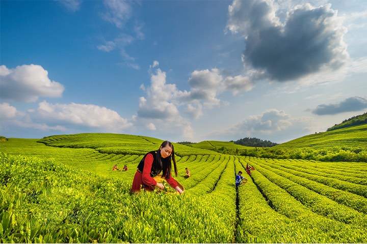 🍵Embracing innovation for enhanced quality and efficiency! #Bigdata technology revolutionizes the Shiqian #tea industry center in #Guizhou, enabling the real-time monitoring of tea growth and production processes. #DigitalGuizhou