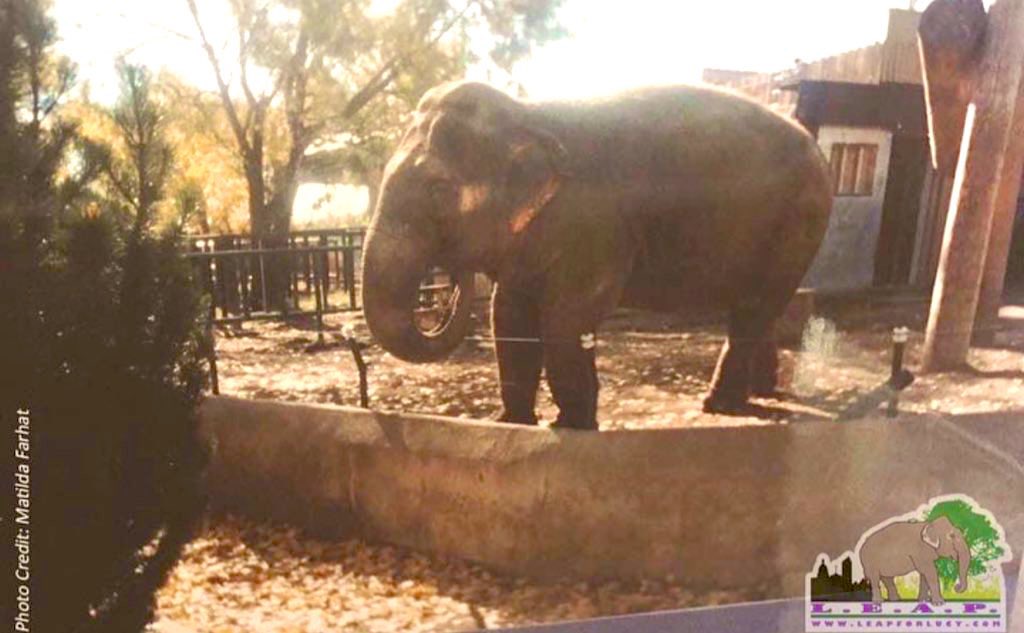 Remember @AmarjeetSohiYEG @AB_Enviro @kerentangyeg @AndrewKnack @AshleyASalvador @Erinforanirniq @_TimCartmell @kprincipeyeg Lucy going to sanctuary won’t cost Edmonton a 💵 Do you have the funds to care for an ageing elephant ? Sanctuary does and it’s waiting for #LUCY #retire