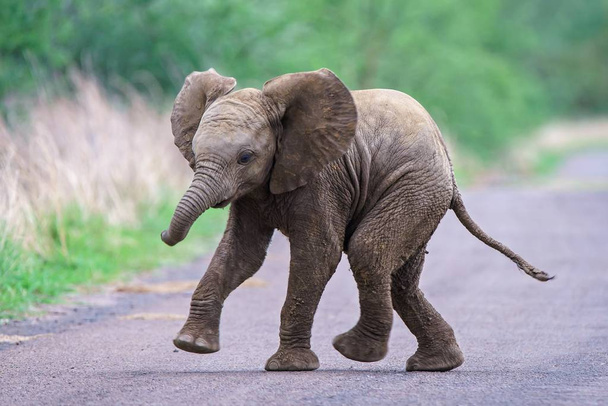 Amazingly, elephant calves are able to stand within 20 minutes of being born and can walk within an hour. This incredible survival technique means that herds of elephants can keep migrating to find food and water to thrive. #didyouknow