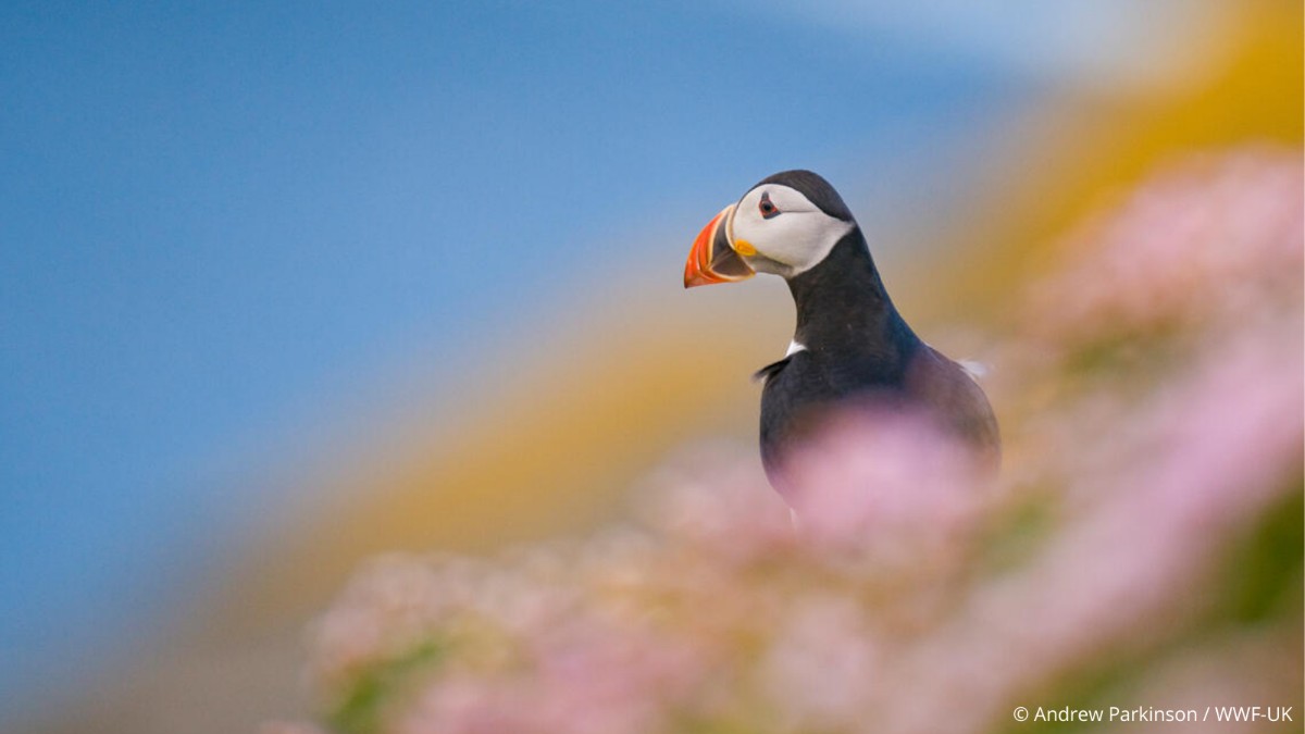 Good news - thousands of puffins have arrived in Scotland for the breeding season! Scotland hosts 75% of the 1 million+ Atlantic puffins that visit the UK. Seeing these charming seabirds along our rugged coastlines and offshore islands never fails to delight! 🧡
